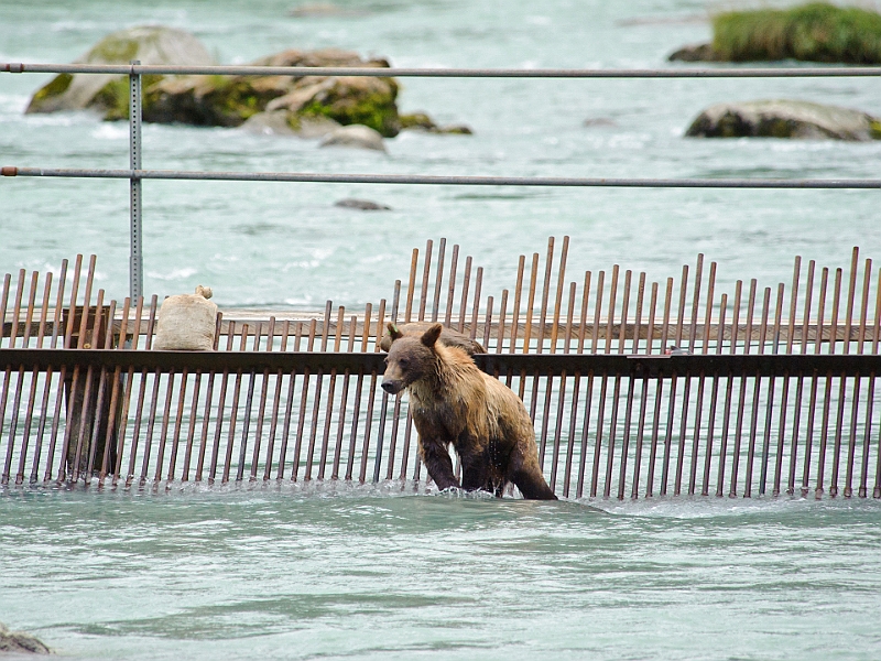 Alaska Wildlife-4.JPG